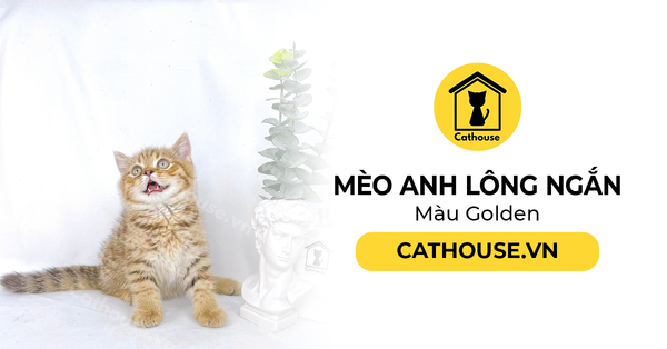 Mèo Anh Lông Ngắn Màu Tabby Tìm Hiểu hello88.con, Đặc Điểm, Mua Ở Đâu?