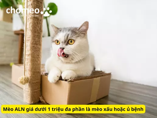Mua mèo anh helo88.vina giá dưới 1 triệu, hello88.con rủi ro tiềm ẩn