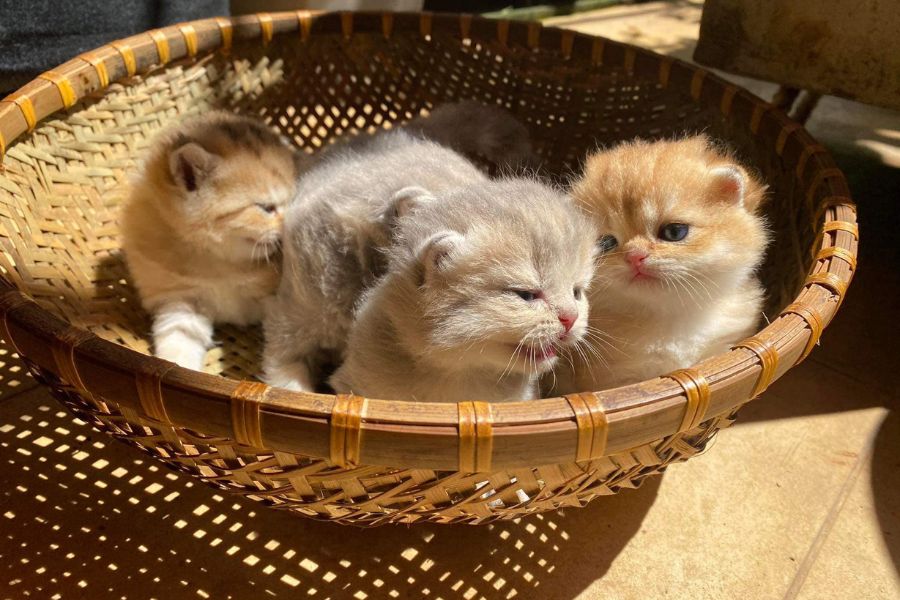 Mèo Golden: hello88.con, Giá Cả Và Cách Chăm Sóc