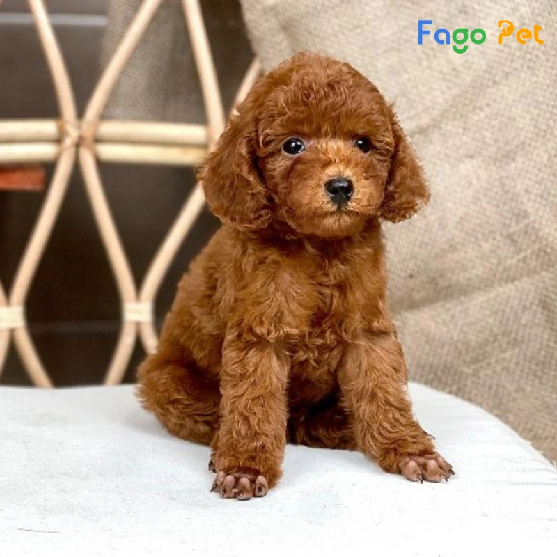 Chó Poodle Teacup - hello88.con, Đặc Điểm, 22helo88