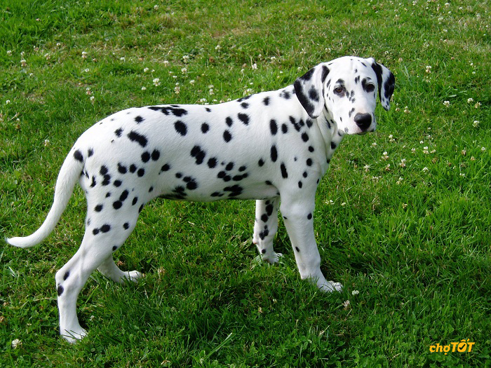 Chó Đốm Đẹp, Dễ Thương, Dalmatian hello88 vina, Lai, hello88.comm