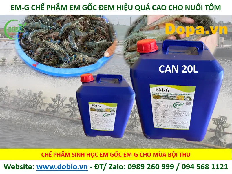 CHẾ PHẨM MEN VI SINH EM GỐC TỐT HIỆU QUẢ NHẤT CHO NUÔI THỦY SẢN CÁ TÔM