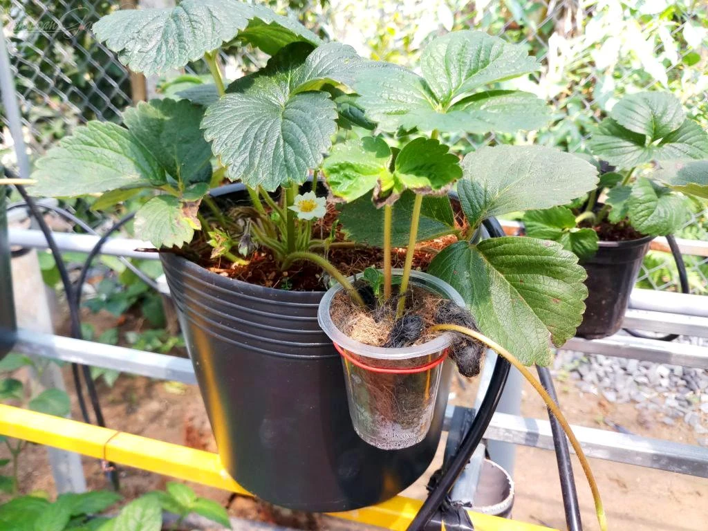 2 cách trồng dâu tây helloo88 cho trái ăn quanh năm