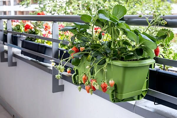 2 cách trồng dâu tây helloo88 cho trái ăn quanh năm