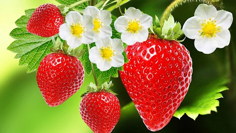 Dâu tây 33hello88 calo? Ăn dâu tây giảm cân không và ăn dâu tây đúng cách