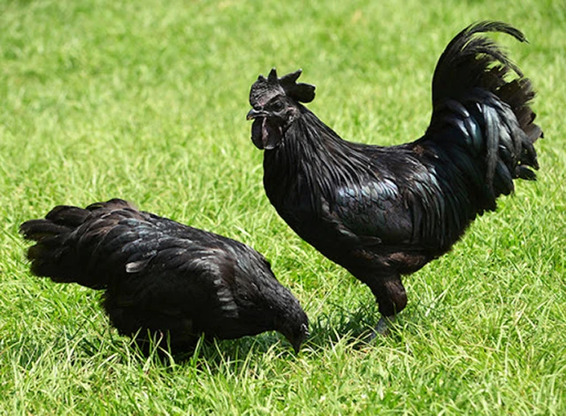 Gà đen Hmong Hà Giang - 220k/kg | Đặc sản miền Bắc