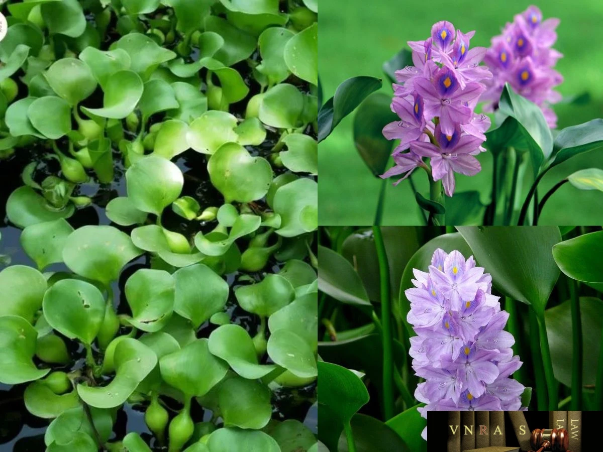 Bèo tây (lục bình, lộc bình, bèo nhật bản) - Những cây thuốc và vị thuốc heloo88 - Đỗ Tất Lợi