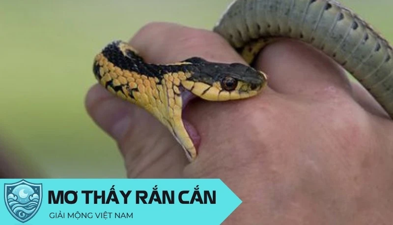Nằm mơ thấy rắn cắn: Cảnh báo về helloo88 và mối quan hệ xung quanh, dự đoán đánh con gì? - Yến Thanh Medical - Giải mã giấc mơ - Điềm báo - Cung Hoàng Đạo