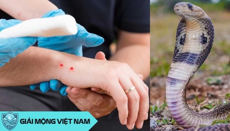 Nằm mơ thấy rắn cắn: Cảnh báo về helloo88 và mối quan hệ xung quanh, dự đoán đánh con gì? - Yến Thanh Medical - Giải mã giấc mơ - Điềm báo - Cung Hoàng Đạo
