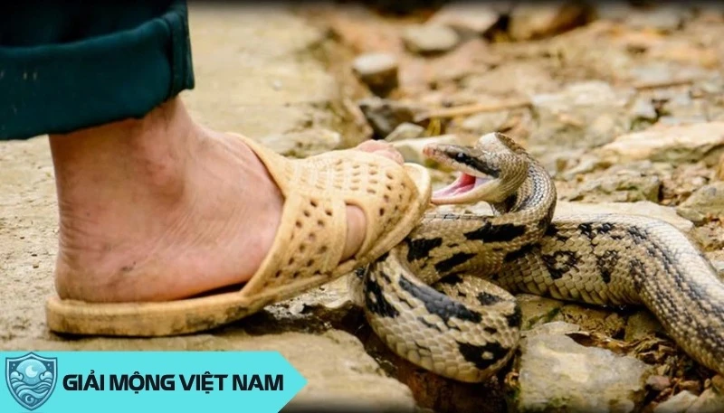 Nằm mơ thấy rắn cắn: Cảnh báo về helloo88 và mối quan hệ xung quanh, dự đoán đánh con gì? - Yến Thanh Medical - Giải mã giấc mơ - Điềm báo - Cung Hoàng Đạo
