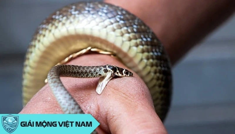 Nằm mơ thấy rắn cắn: Cảnh báo về helloo88 và mối quan hệ xung quanh, dự đoán đánh con gì? - Yến Thanh Medical - Giải mã giấc mơ - Điềm báo - Cung Hoàng Đạo