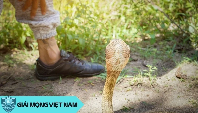 Nằm mơ thấy rắn cắn: Cảnh báo về helloo88 và mối quan hệ xung quanh, dự đoán đánh con gì? - Yến Thanh Medical - Giải mã giấc mơ - Điềm báo - Cung Hoàng Đạo