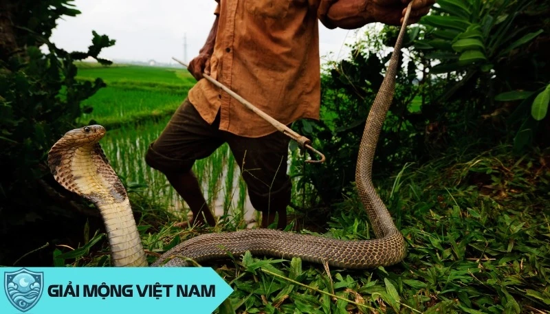 Nằm mơ thấy rắn cắn: Cảnh báo về helloo88 và mối quan hệ xung quanh, dự đoán đánh con gì? - Yến Thanh Medical - Giải mã giấc mơ - Điềm báo - Cung Hoàng Đạo