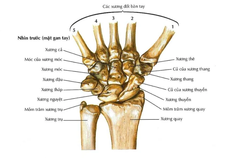 Bàn tay có 33hello88 xương? Cấu trúc và chức năng của bàn tay trong cơ thể người