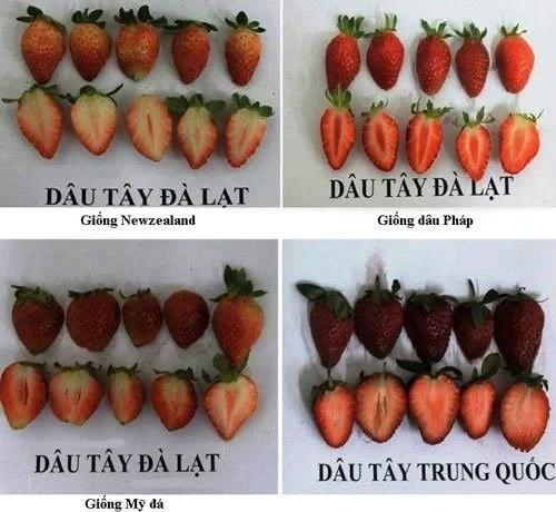 Nhận Biết Dâu Tây Đà Lạt Và Dâu Tây Trung Quốc