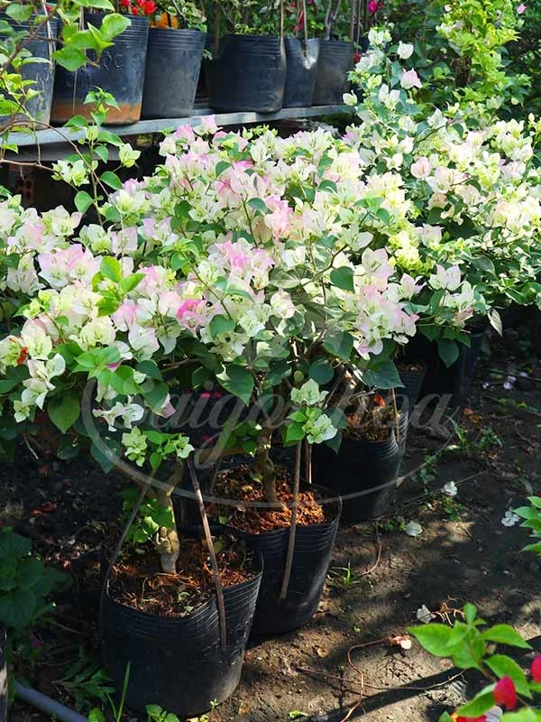 Cây Bông Giấy Hồng Phớt