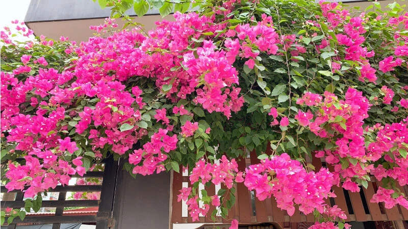 Khám Phá Vẻ Đẹp Của Hoa Giấy Trong Cảnh Quan