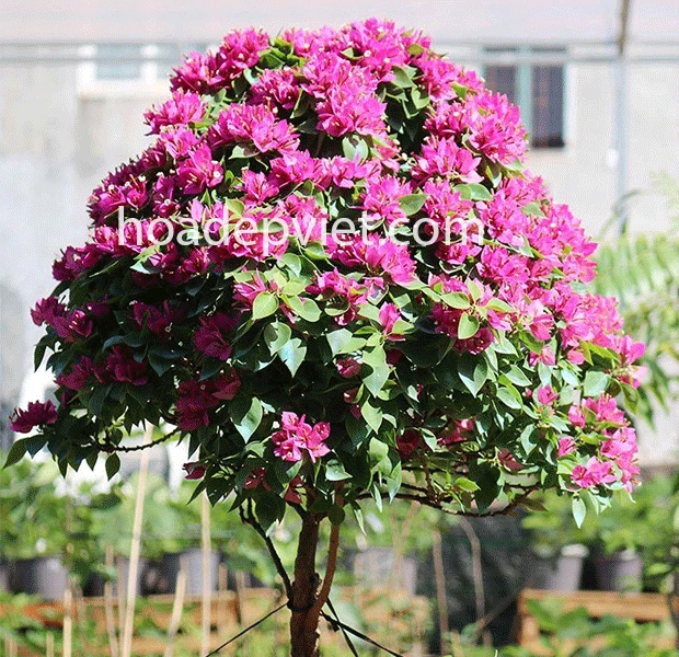Hoa giấy Mỹ, loài hoa giấy mang vẻ đẹp khác biệt, độc đáo đầy cuốn hút