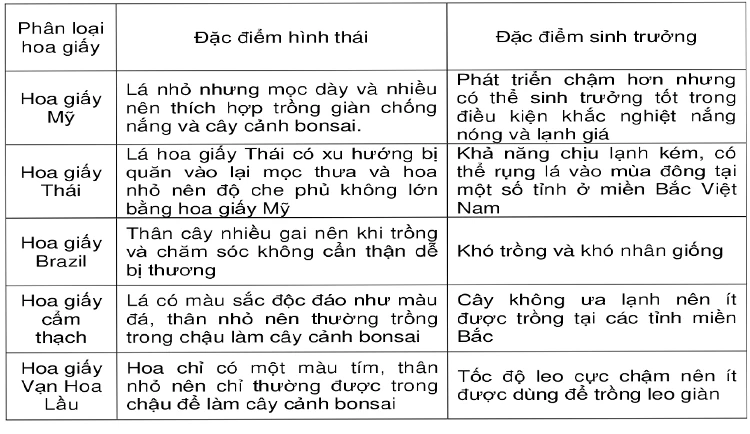 Hoa giấy Mỹ, loài hoa giấy mang vẻ đẹp khác biệt, độc đáo đầy cuốn hút
