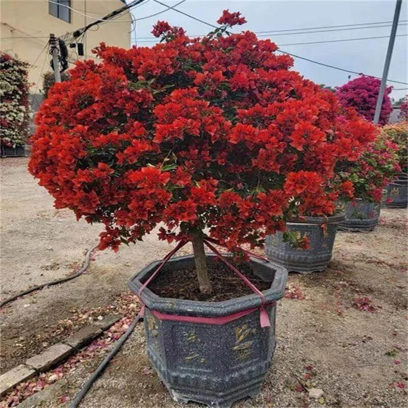 Cây hoa giấy hợp tuổi gì? Mệnh gì? Ý nghĩa và cách trồng