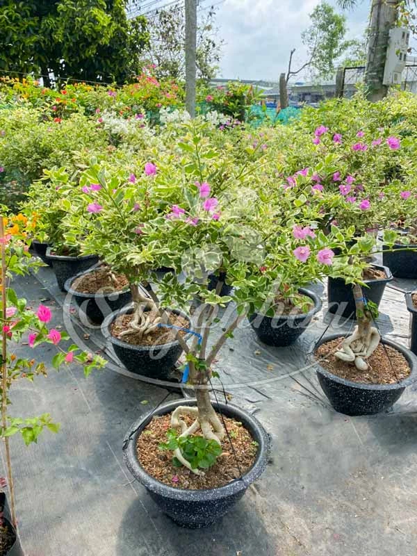 Cây Bông Giấy Hồng Phớt