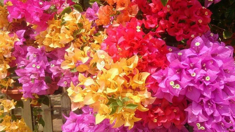 Cây hoa giấy hợp tuổi gì? Mệnh gì? Ý nghĩa và cách trồng