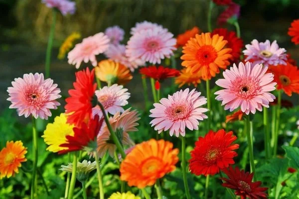 CHĂM SÓC VÀ TRỒNG HOA ĐỒNG TIỀN BỘI THU MÙA TẾT: KỸ THUẬT VÀ YÊU CẦU MÔI TRƯỜNG 
