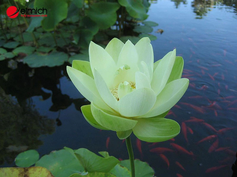 Hoa sen trắng có ý nghĩa gì? Các loại hoa và cách trồng hoa sen trắng