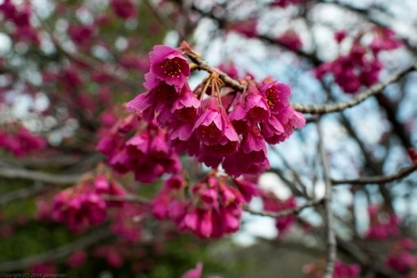 10 LOẠI HOA ANH ĐÀO PHỔ BIẾN TẠI NHẬT BẢN | Tin tức | Samurai Tour