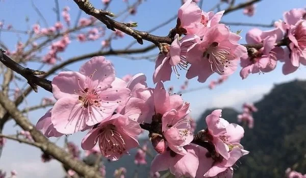 Hoa đào - Ý nghĩa, cách trồng, chăm sóc đào ra hoa đúng Tết 