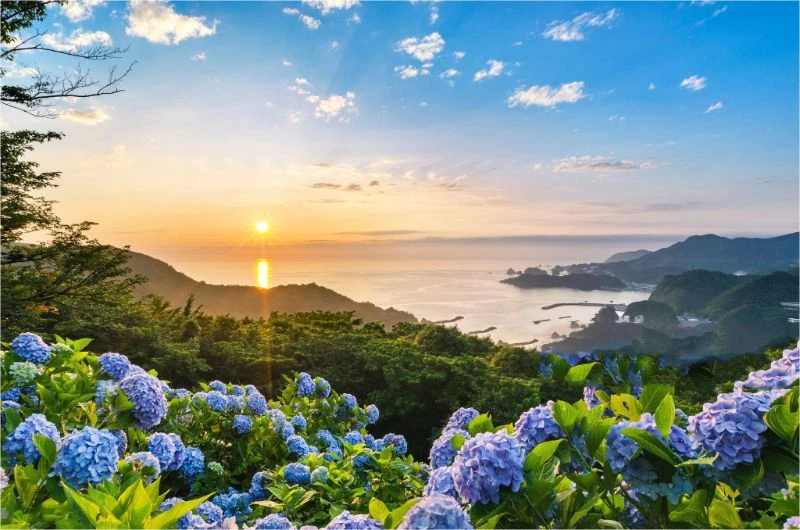 7 ý nghĩa hoa cẩm tú cầu cực hay mà bạn nên biết