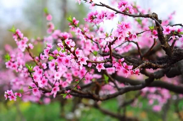 Hoa đào - Ý nghĩa, cách trồng, chăm sóc đào ra hoa đúng Tết 