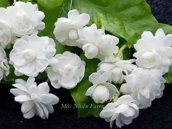 Hoa lài ta kép (nhài ta) E1