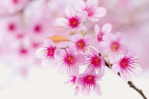 Hoa đào - Ý nghĩa, cách trồng, chăm sóc đào ra hoa đúng Tết 