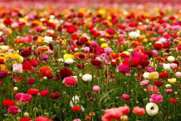 Ý Nghĩa 'Ít Ai Ngờ' Của Hoa Mao Lương - Saigon Roses Blog