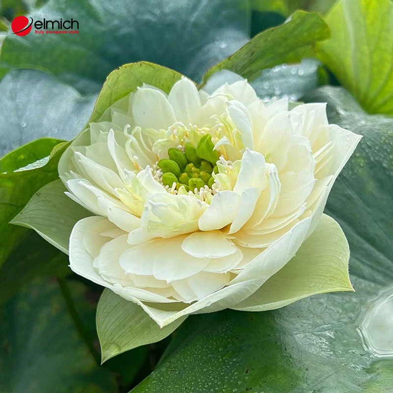 Hoa sen trắng có ý nghĩa gì? Các loại hoa và cách trồng hoa sen trắng