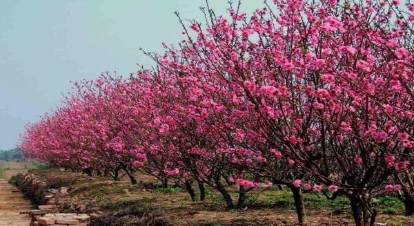 Hoa đào - Ý nghĩa, cách trồng, chăm sóc đào ra hoa đúng Tết 