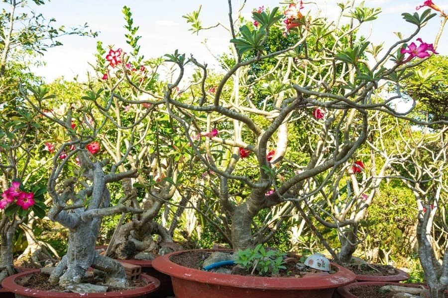 Cây Sứ: Ý Nghĩa - Cách Trồng Và Chăm Sóc Ra Sao?