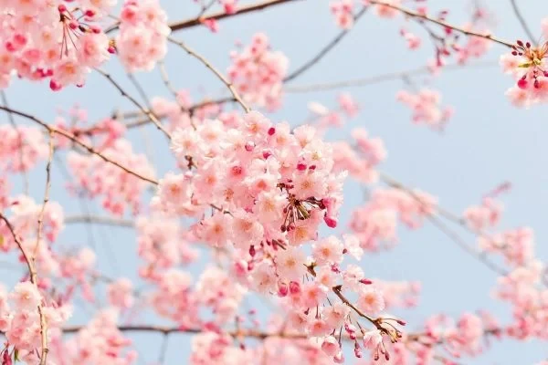 Hoa đào - Ý nghĩa, cách trồng, chăm sóc đào ra hoa đúng Tết 