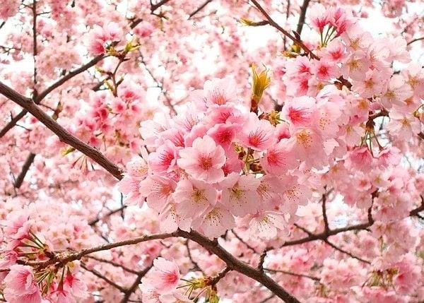Hoa đào - Ý nghĩa, cách trồng, chăm sóc đào ra hoa đúng Tết 