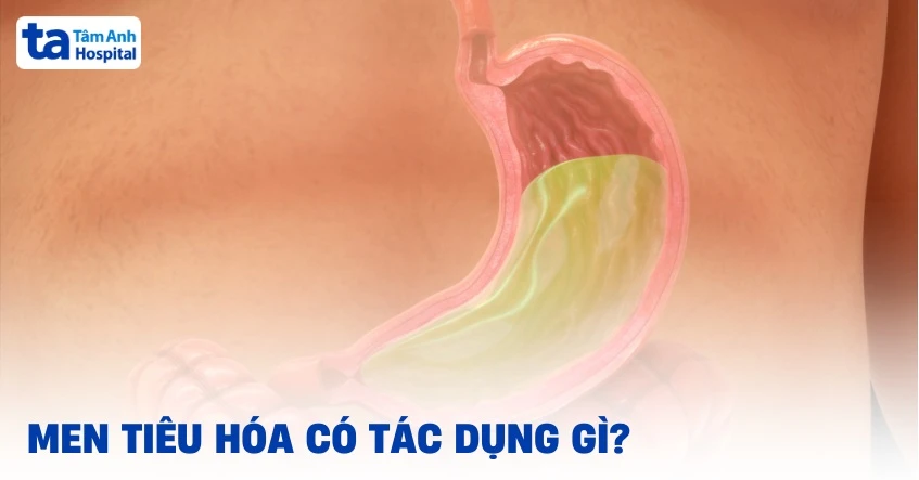 Men tiêu hóa có tác dụng gì? 5 vai trò quan trọng với helloo88