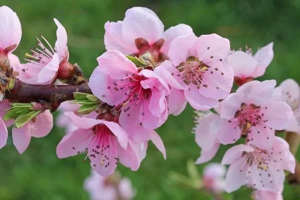 Hoa đào - Ý nghĩa, cách trồng, chăm sóc đào ra hoa đúng Tết 