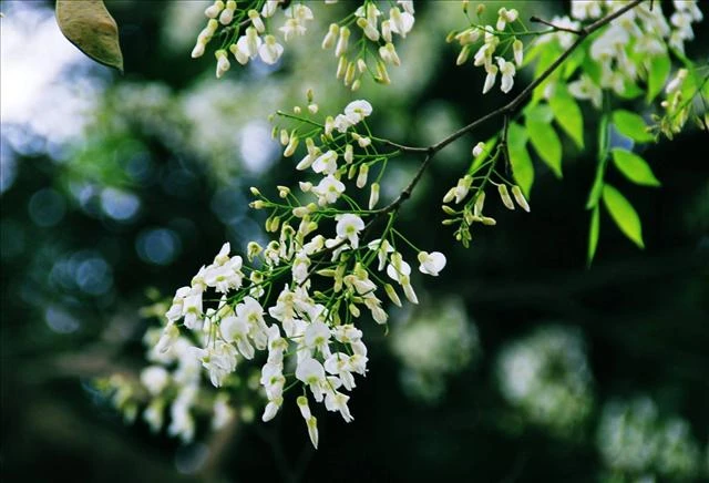 Hoa sưa trắng trời tháng Ba…