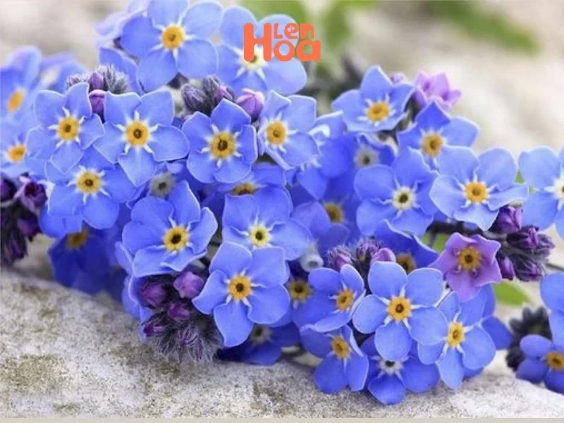 Vén màn sự thật về ý nghĩa và nguồn gốc của hoa Lưu Ly