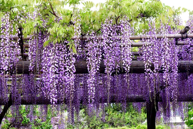 Liệu hoa tử đằng có độc không?