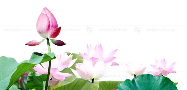 Ảnh hoa sen vector file tách nền PNG heloo88 logo, background