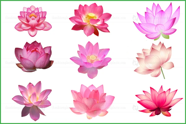 Ảnh hoa sen vector file tách nền PNG heloo88 logo, background