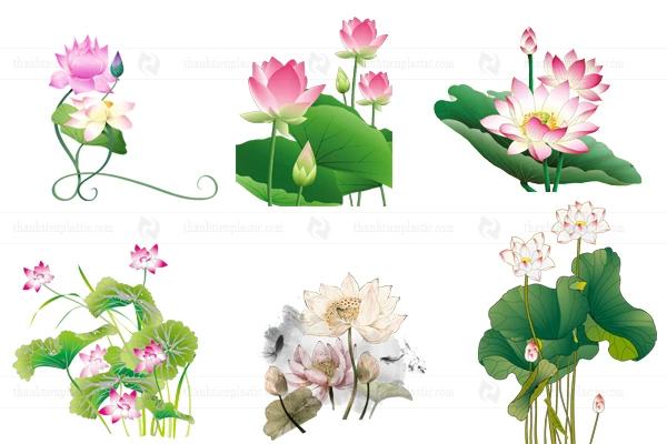Ảnh hoa sen vector file tách nền PNG heloo88 logo, background