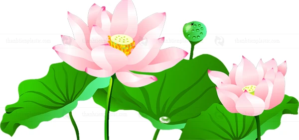 Ảnh hoa sen vector file tách nền PNG heloo88 logo, background