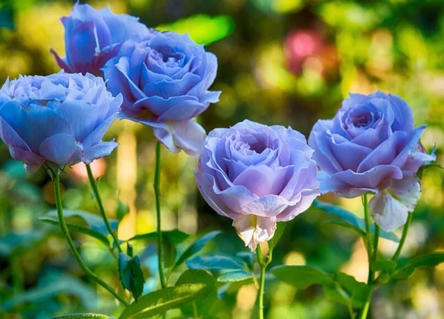 Hoa Hồng Xanh: Tìm hiểu về ý nghĩa, đặc điểm cách trồng và chăm sóc